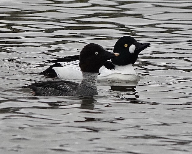 goldeneye